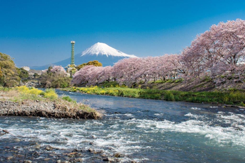 站在下方河岸處拍攝，能帶到有關川流與富士山、櫻花的畫面，由於一早櫻花陽光照射面不夠，在拍攝上建議可調整白平衡使色溫變暖色，也注意別讓富士山山頂的白雪亮度太高而過曝了。