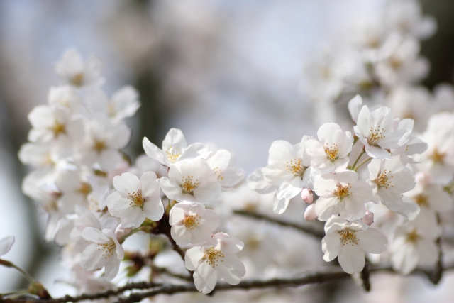 Somei-Yoshino is the most common type of cherry blossoms in Japan. (Image credit: photoAC)
