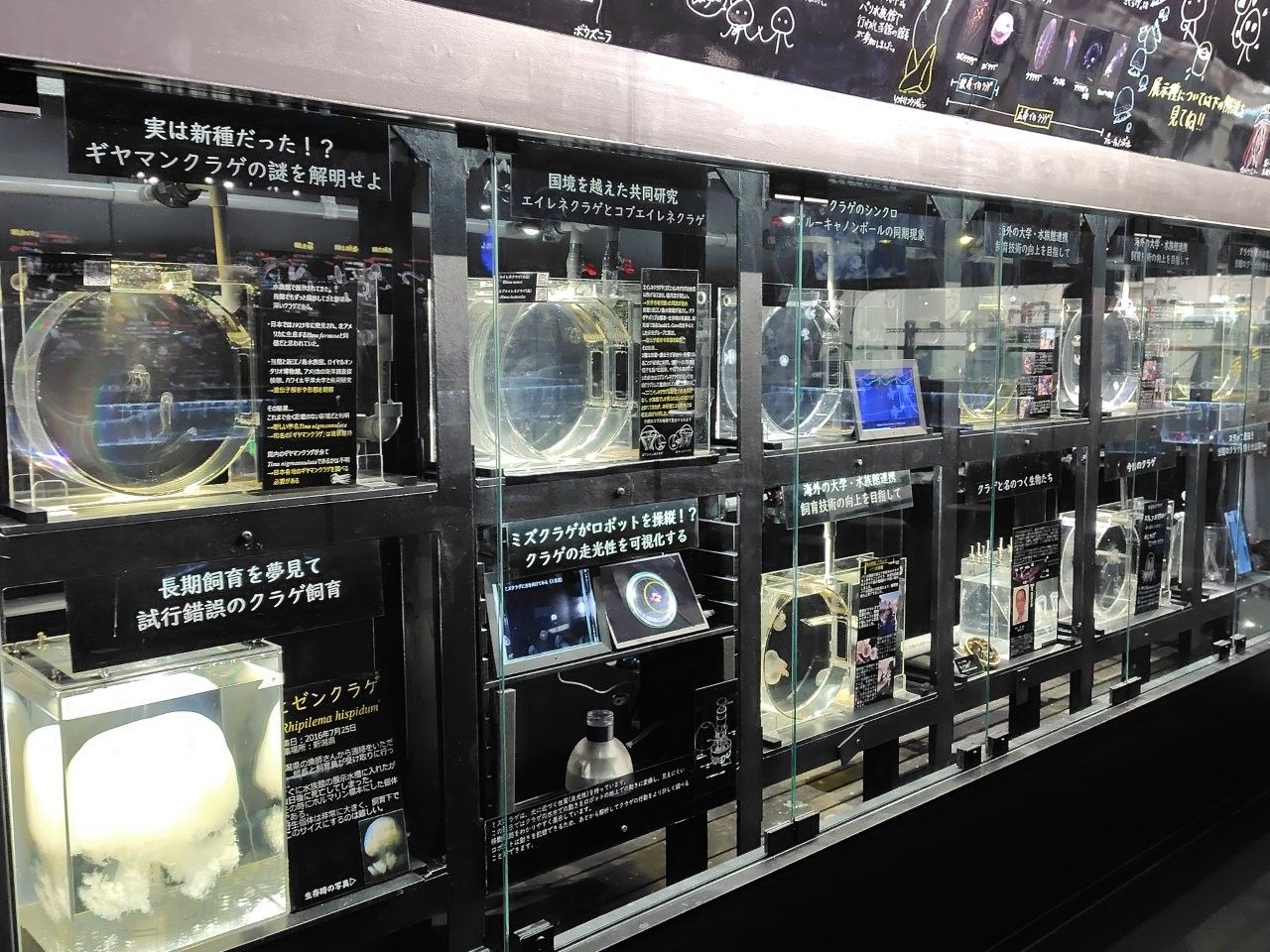 加茂水族館 微型水族箱（圖片提供：鶴岡市）