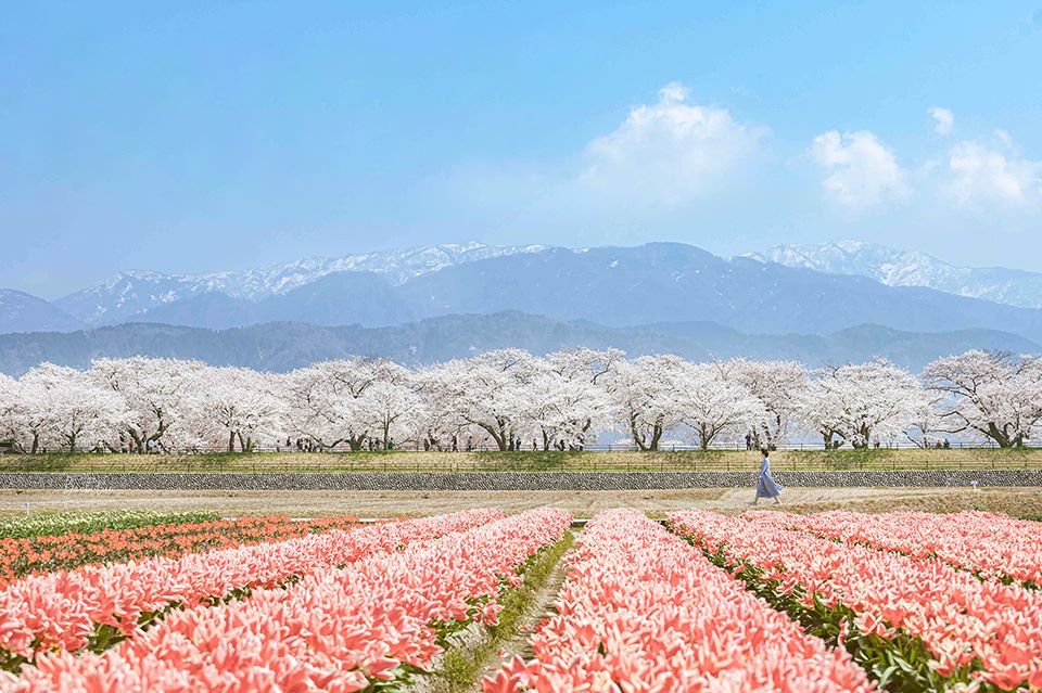 富山櫻花春之四重奏：白雪山、櫻花、鬱金香花、油菜花海疊成春季夢幻彩虹
