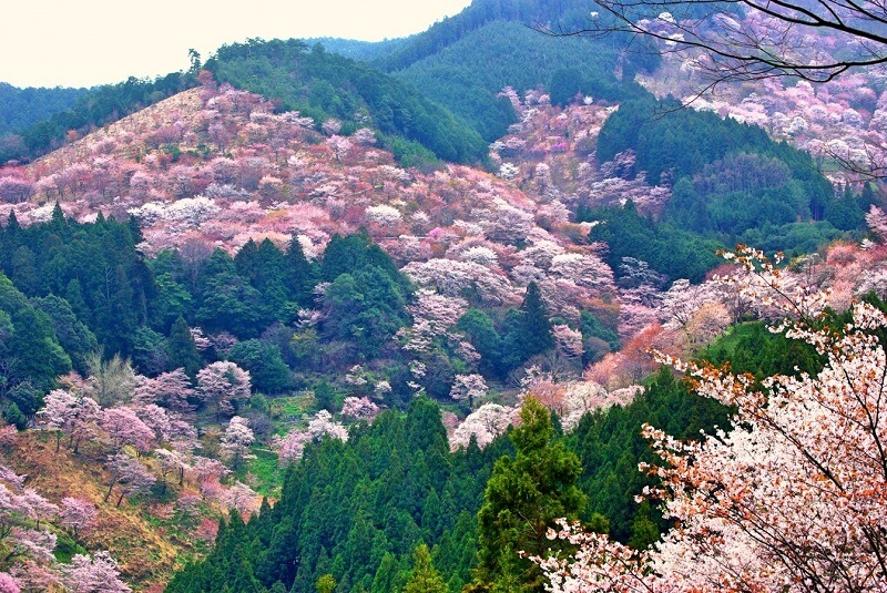 Yoshino Senbonzakura in Nara Prefecture. (Image credit: photoAC)