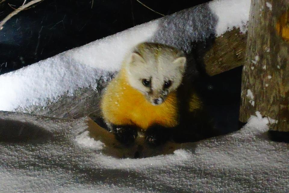 ▲現蹤在旅館附近的日本貂