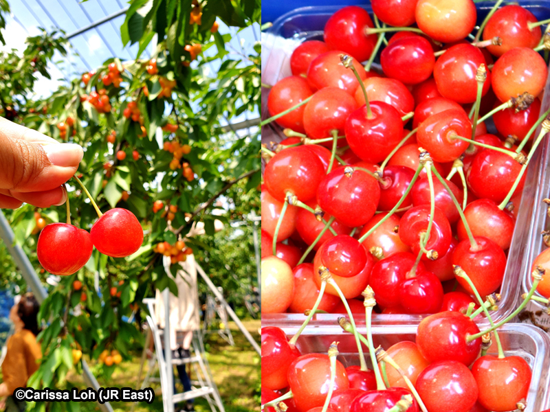 Cherry-picking at Ohsyo Kajuen. (Image credit: JR East / Carissa Loh)
