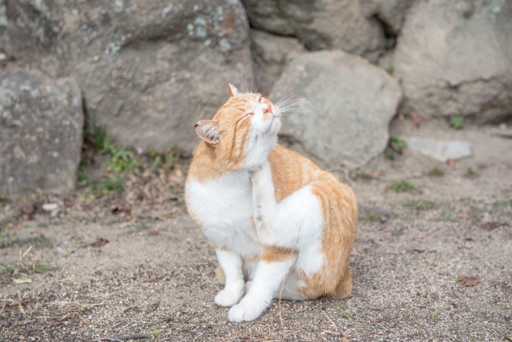 胖胖的橘白貓表情彷彿笑著。