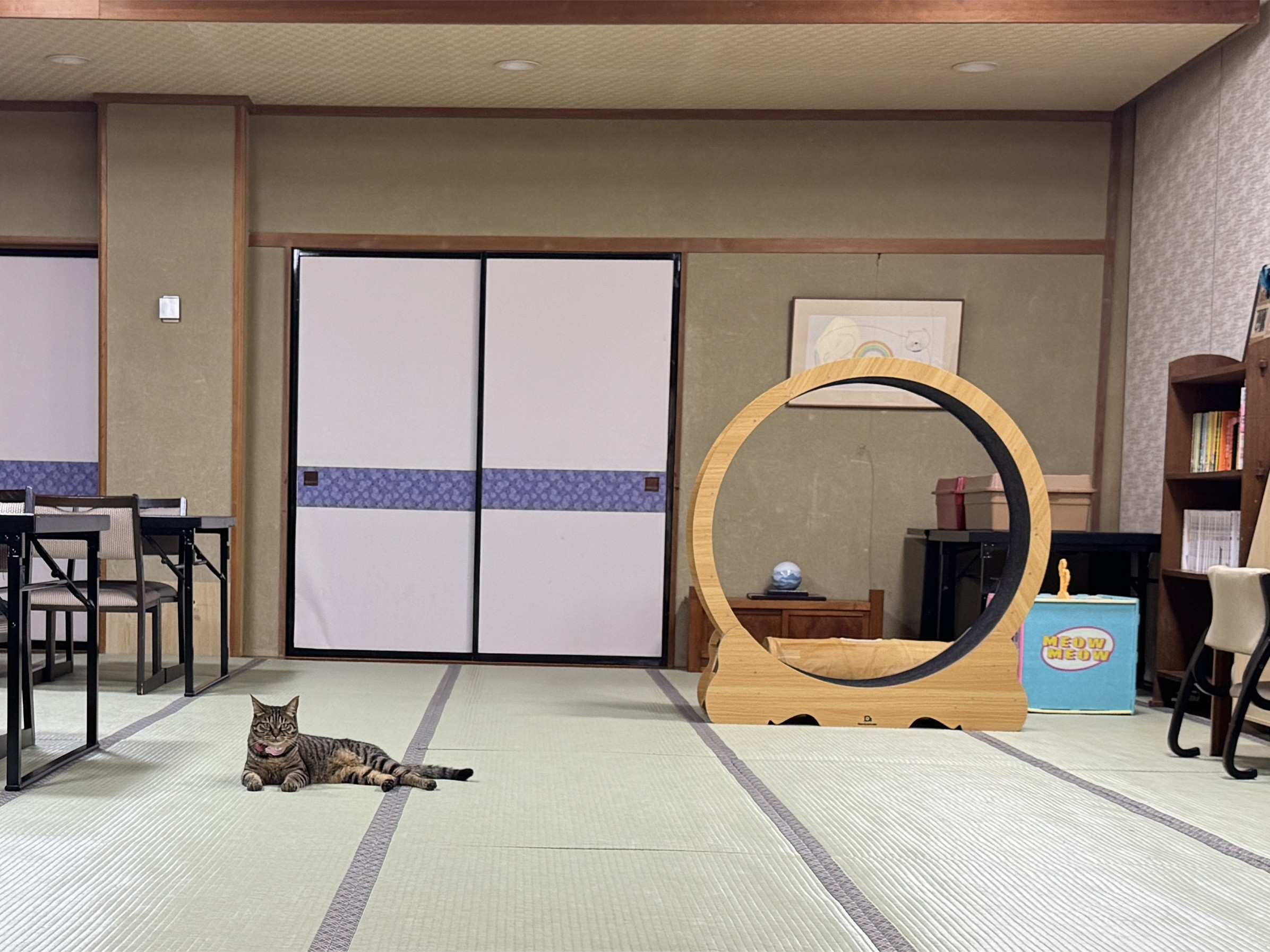 ▲這隻是ANZU（あんず）
