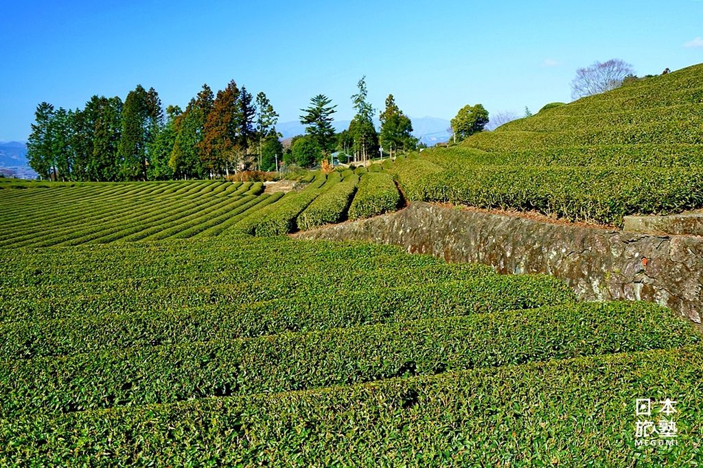 由現場的石垣看來，可以想像當初是經過初代茶農費心整地後才成為茶田，地勢高高低低