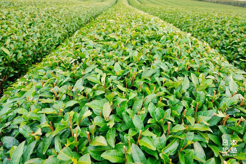 由茶田所勾勒的地景，是茶鄉獨特的風情