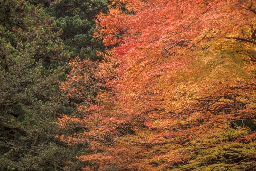 見這樹葉轉紅，更感受到秋季。
