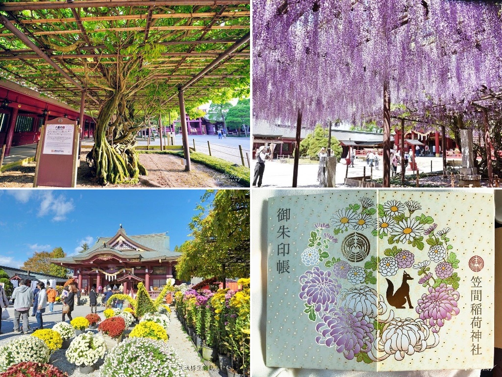 右上為五月的紫藤花季，左下為十月的菊花祭(兩張照片由笠間觀光協會提供)，右下為菊花祭期間才買得到的限定朱印帳