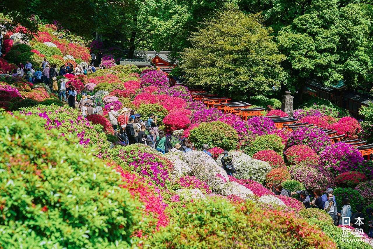 根津神社是「文京杜鵑花祭」的主要賞花地點
