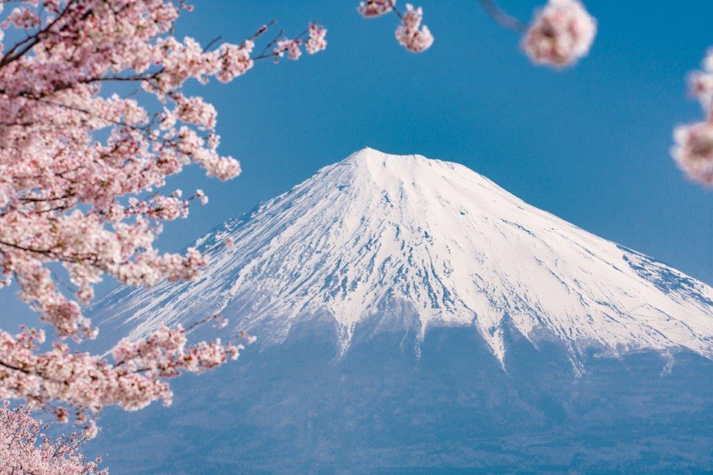 也可攜帶長焦段鏡頭拍攝富士山與單邊櫻花框景，此般絕景，不愧為富士山百景。