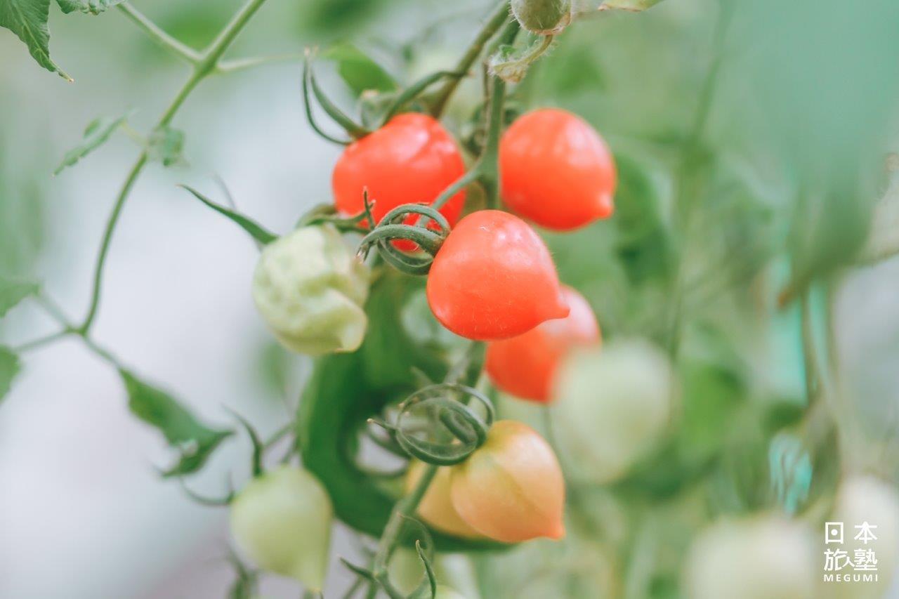 一年四季均可收成的番茄，為代表性商品