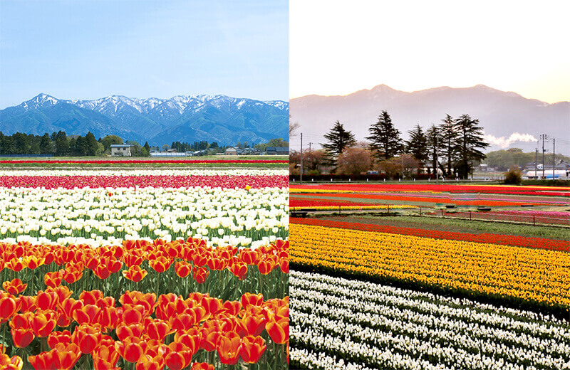 Gosen City Tulip Festival (Image credit: 新潟県観光協会)