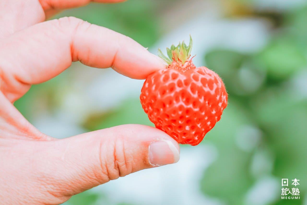 愛心形狀的草莓，模樣可愛