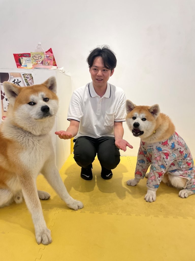 秋田犬café可以撸秋田犬