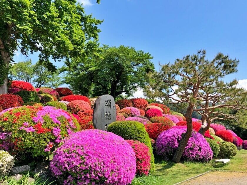 鮮豔的杜鵑花。(Image credit: Okaya City)