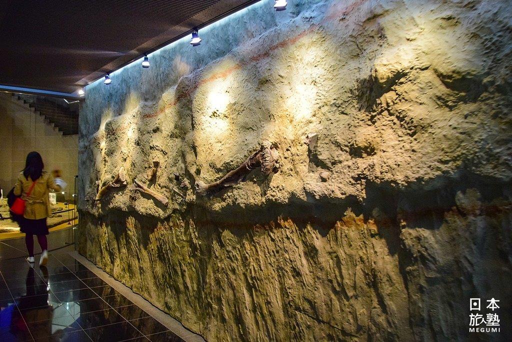 進入展區之前的廊道，牆面打造出「化石牆」的感覺，可看到散佈於土中的動物化石