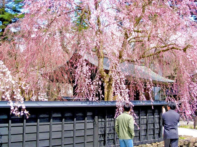 Cherry blossoms blooming at Kakunodate. (Image credit: Akita Prefecture)