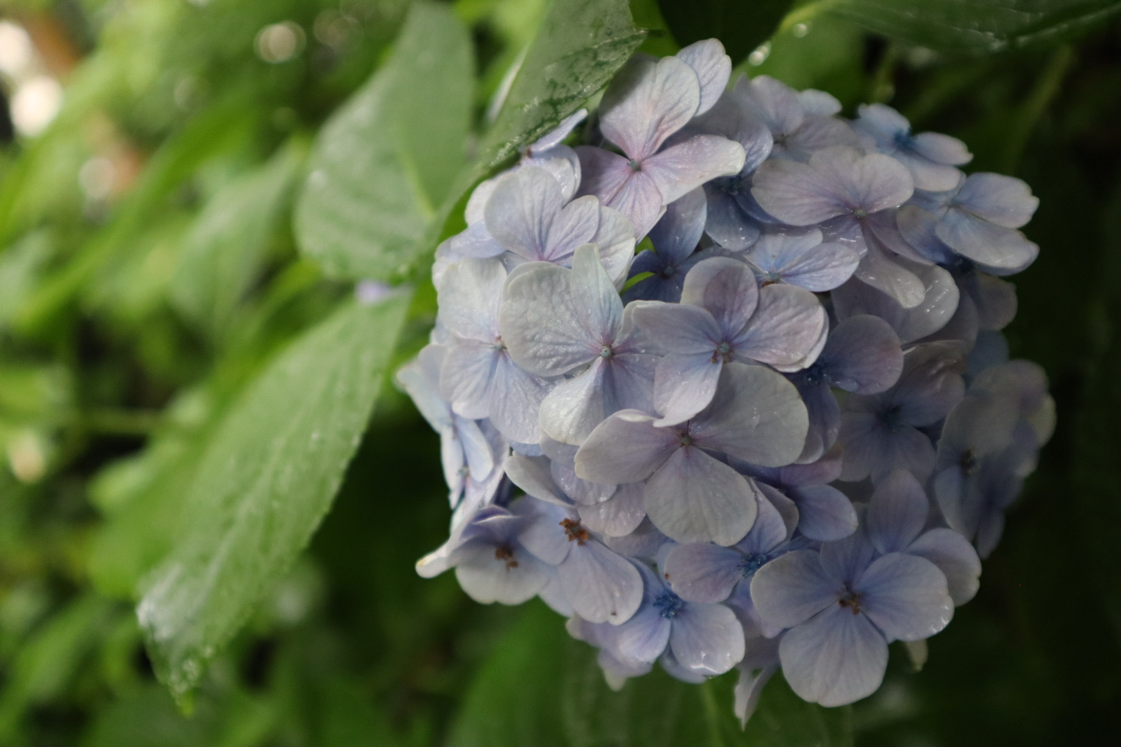 ▲菊池小姐本人拍攝的箱根紫陽花