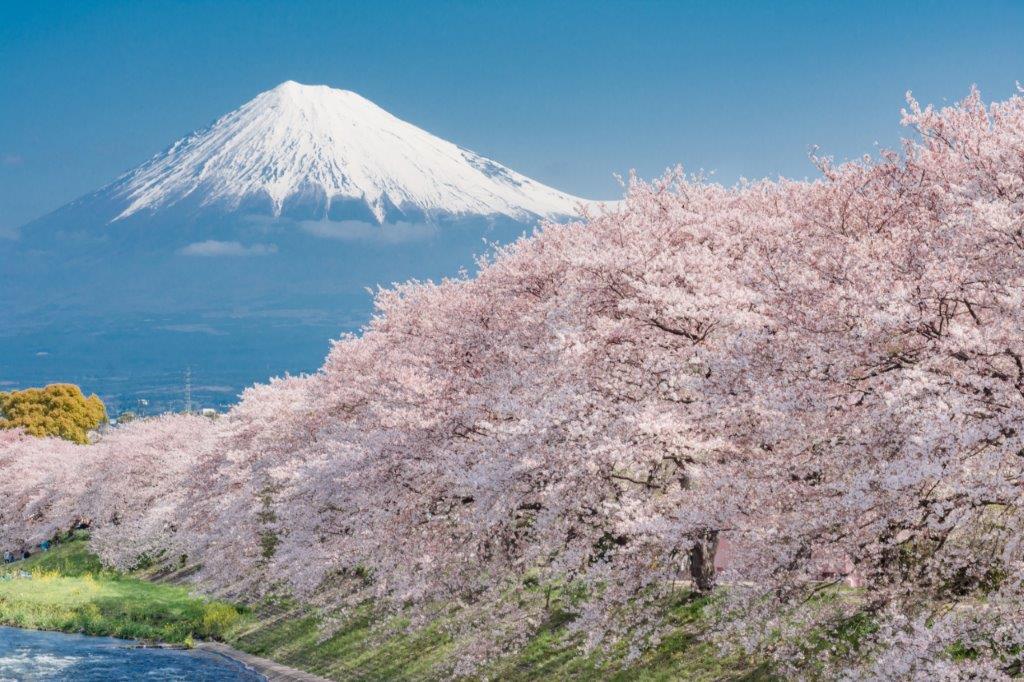 在橋上拍攝拉近鏡頭則能避開人群，拍攝到更壯觀震撼的富士山以及右邊的櫻花花海。 對我而言河口湖的富士山櫻花很美，但是靜岡潤井川龍巖淵的櫻花美景也不分軒輊，各有各的好，而且潤井川龍巖淵在交通上算是容易抵達。