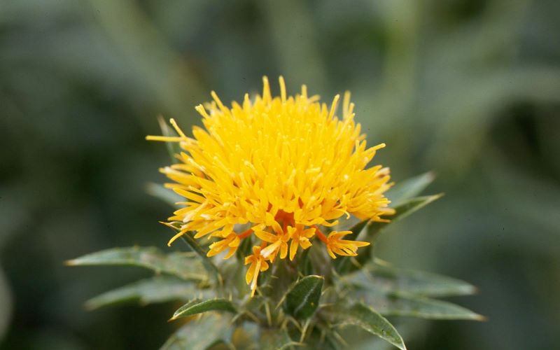 Safflower, a central motif of 