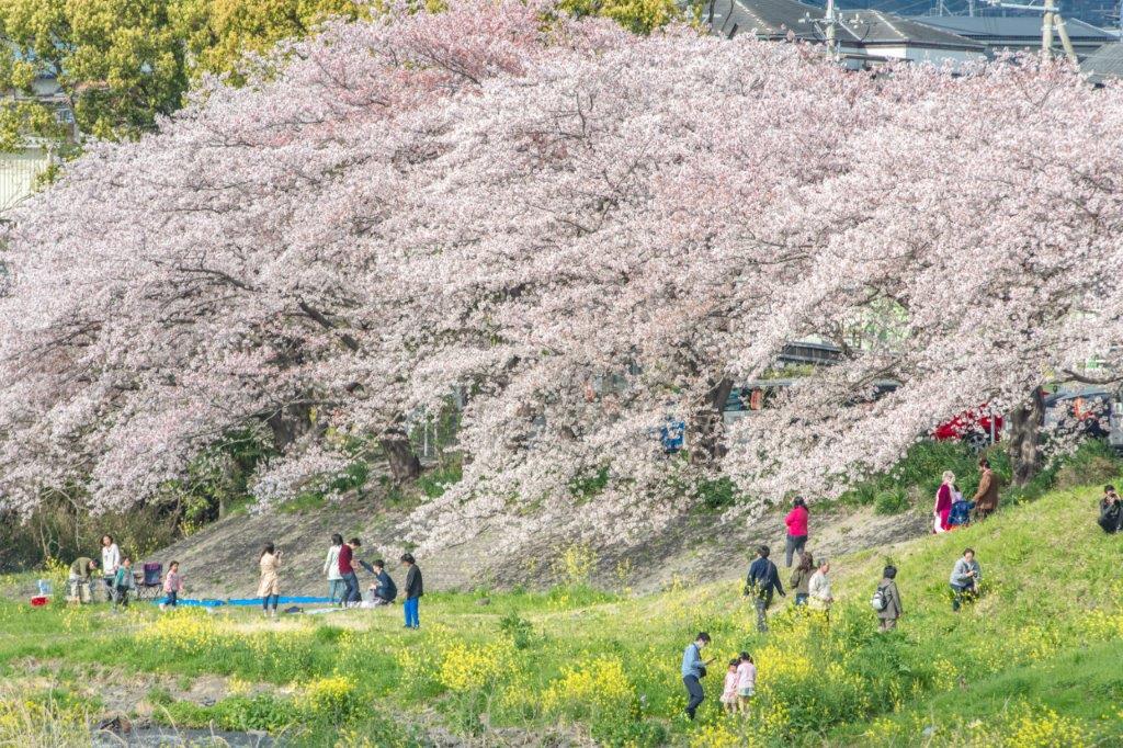 每當春天櫻花季，假日總吸引不少人開車前來這野餐，在油菜花、櫻花與富士山美景下吃著餐點，好幸福。