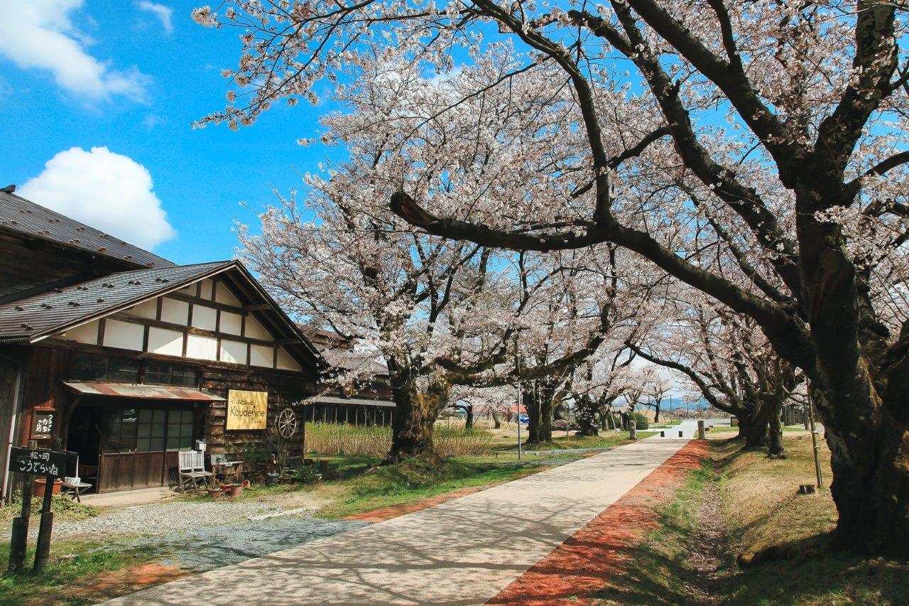4月中旬時，是欣賞櫻花的好選擇，環境幽靜且景致優美