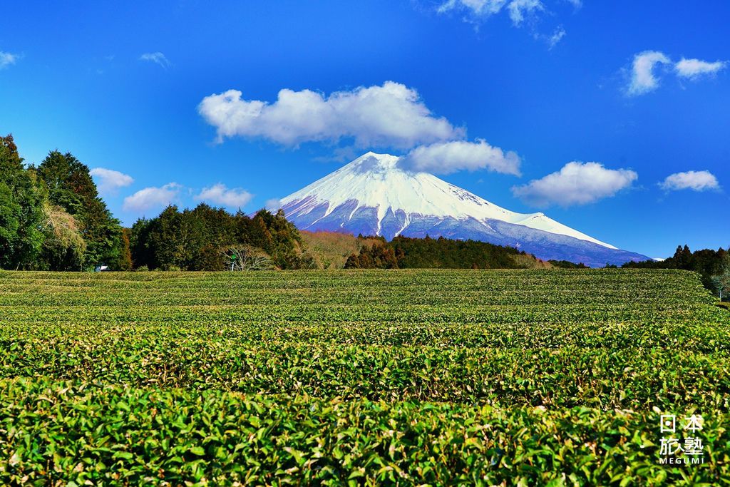 越過一層一層茶田，仰望富士山，雪化妝的美麗模樣叫人目光無法移開