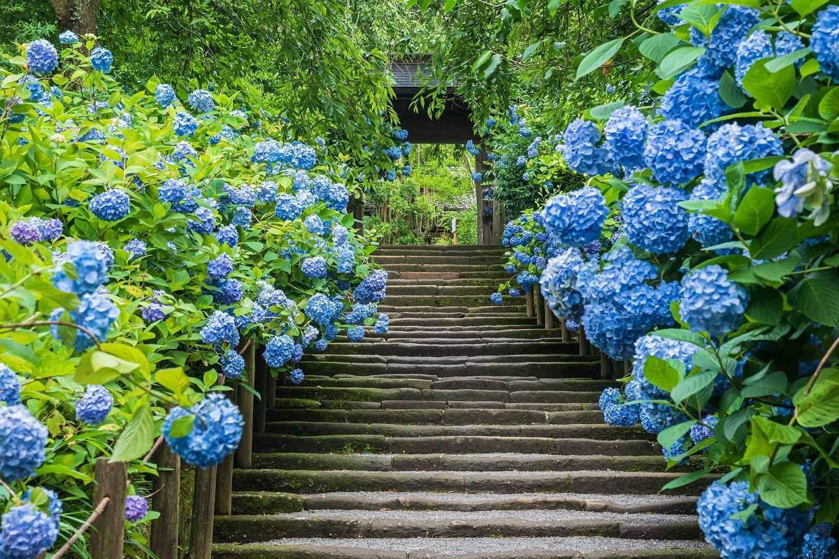 ▲明月院為鎌倉的「紫陽花三名所」之一