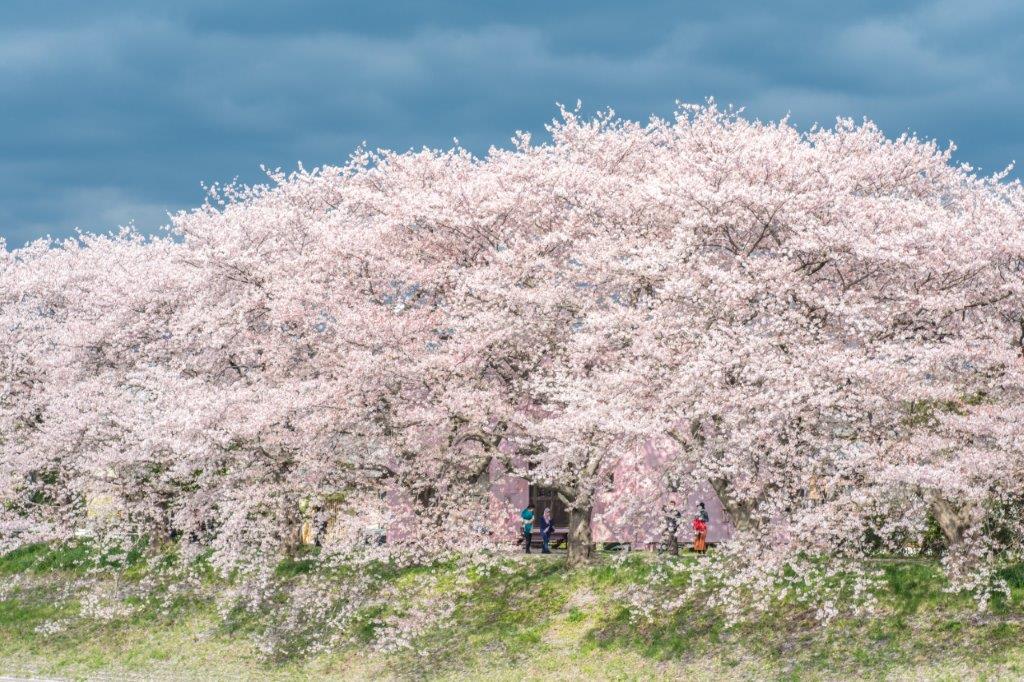 除了富士山與櫻花的景色，拍攝一旁櫻花樹與粉紅色的房子也讓畫面變得很夢幻。