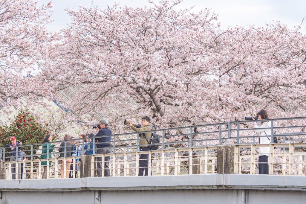 在潤井川龍巖淵拍攝富士山與櫻花的位置，可在河岸上，又或者是中間的橋樑。