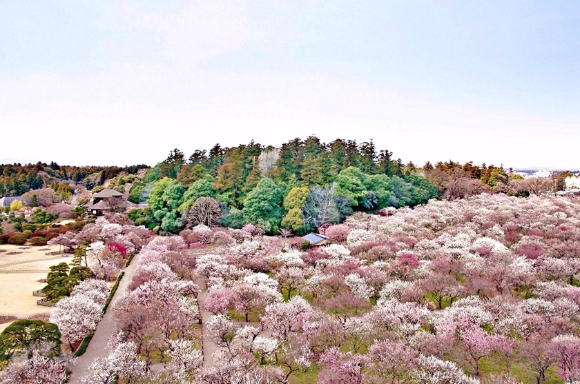 偕樂園的梅花盛開。(Image credit: 茨城県観光物産協会)