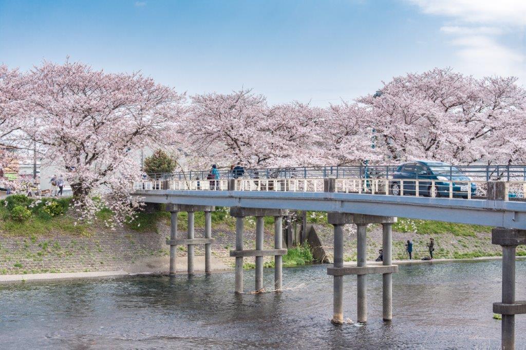 在潤井川龍巖淵沿岸旁於每年三月下旬至四月上旬這段時間，會有大量的染井吉野櫻花盛開，淡粉色的櫻花實在好美！