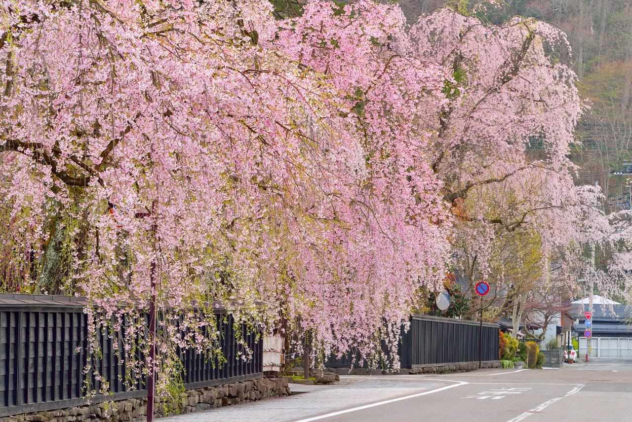 枝垂櫻、屋敷與黑塀，打造出古色古香的春日景致