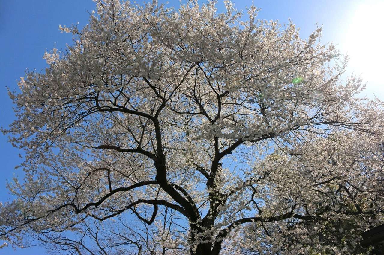 圖片來源：PIXTA