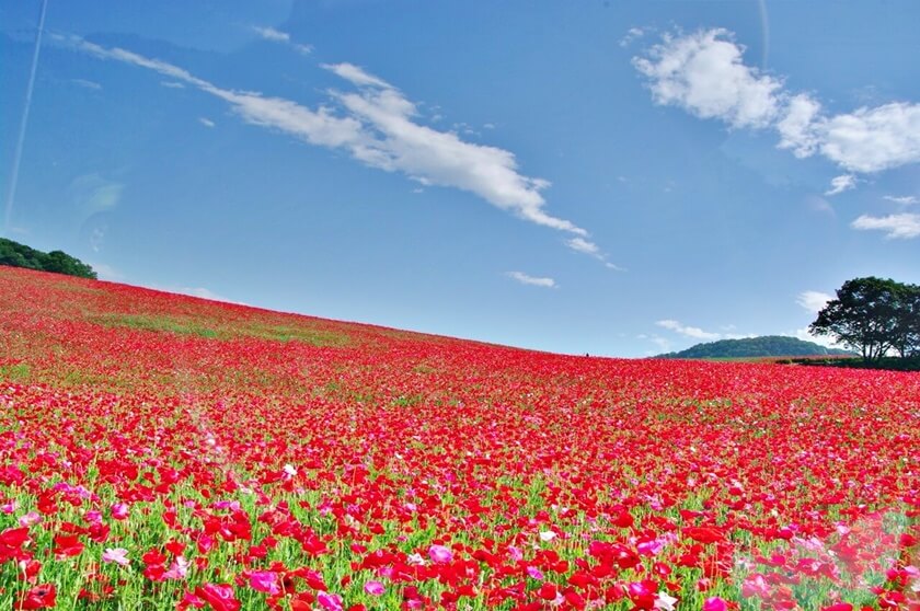  Poppies in the sky 節日場地上鋪著美麗的罌粟花地毯。(Image credit: ポピーまつり実行委員会)