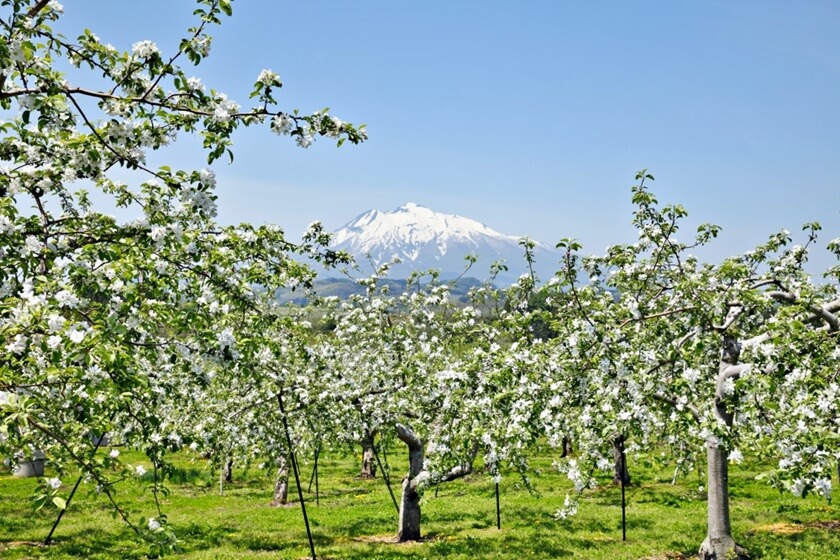 弘前蘋果園的蘋果花。(Image credit: 青森県観光連盟)