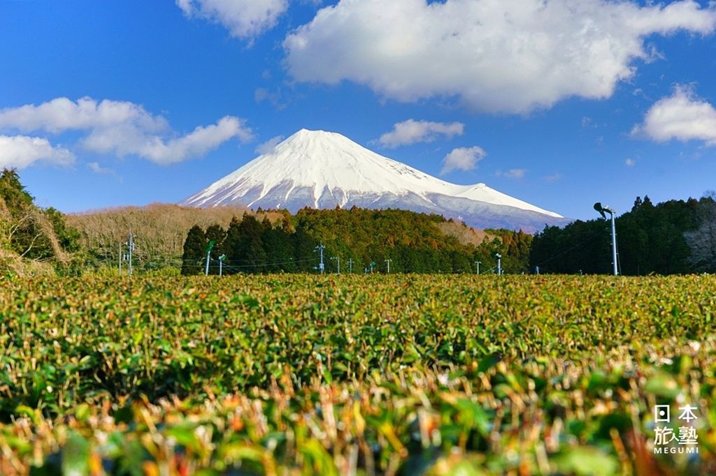 蹲在茶田窺探富士山，意外成了細數立扇的小遊戲
