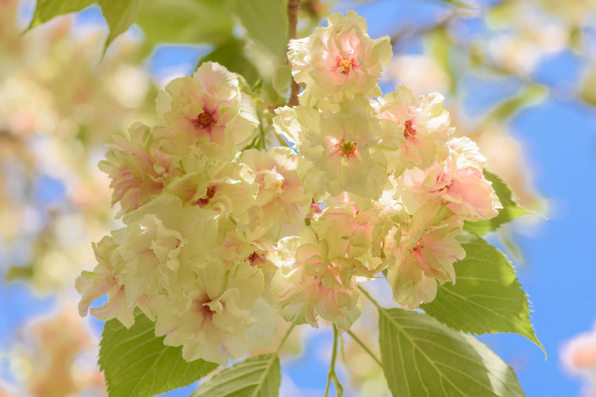 櫻花品種多元，不乏「鬱金」等少見品種