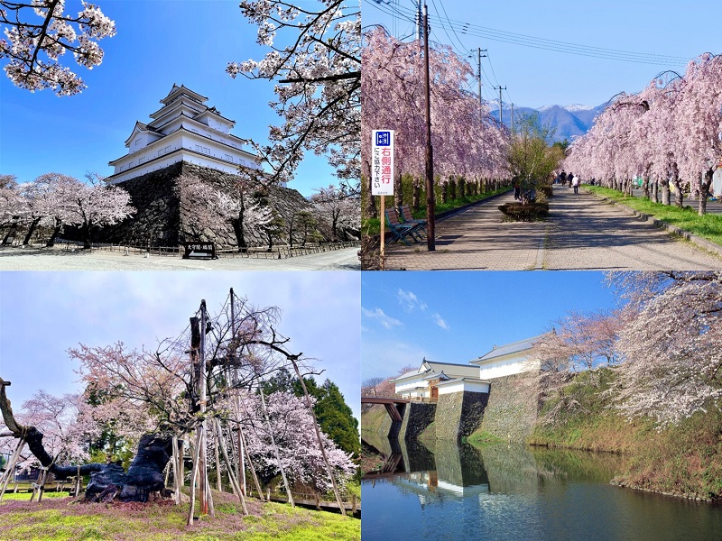 Clockwise from top-left: Tsuruga Castle Park, Nicchusen Shidarezakura, Kajo Park, Isazawa no Kubozakura. (Image credit: Nguyen Duy Khanh (top), Yamagata Prefecture (bottom))