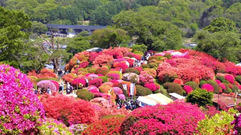 鶴峰公園是日本中部地區觀賞杜鵑花的最佳地點。(Image credit: Okaya City)