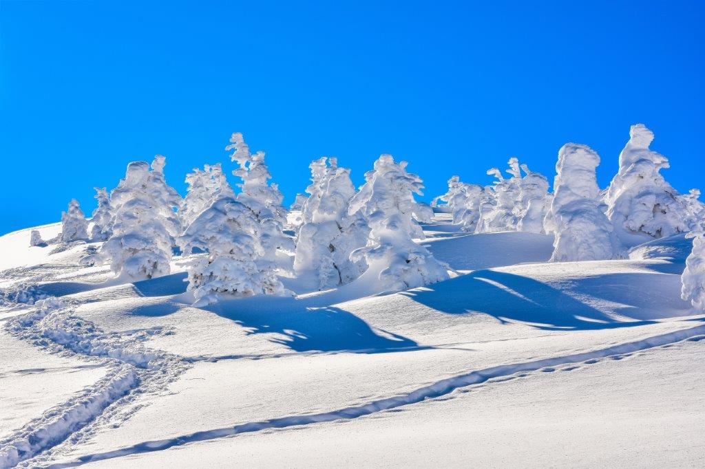 我前往的時間為一月中，二月時的樹冰會更為壯觀，更像雪怪，其中最左邊那棵好像長頸鹿美語的長頸鹿（笑）