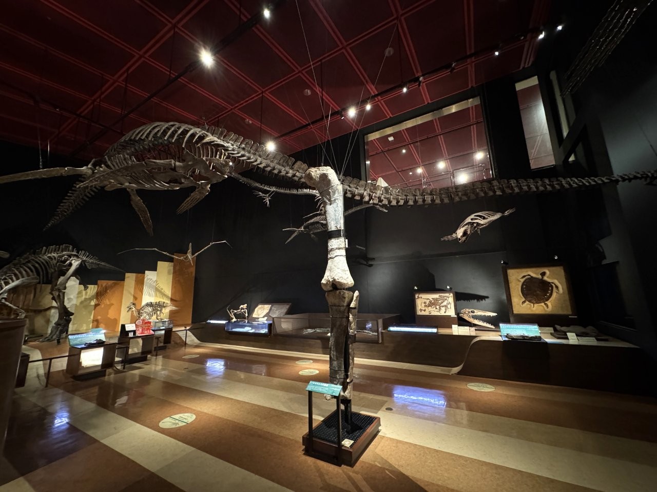 迷惑龍的腿骨化石