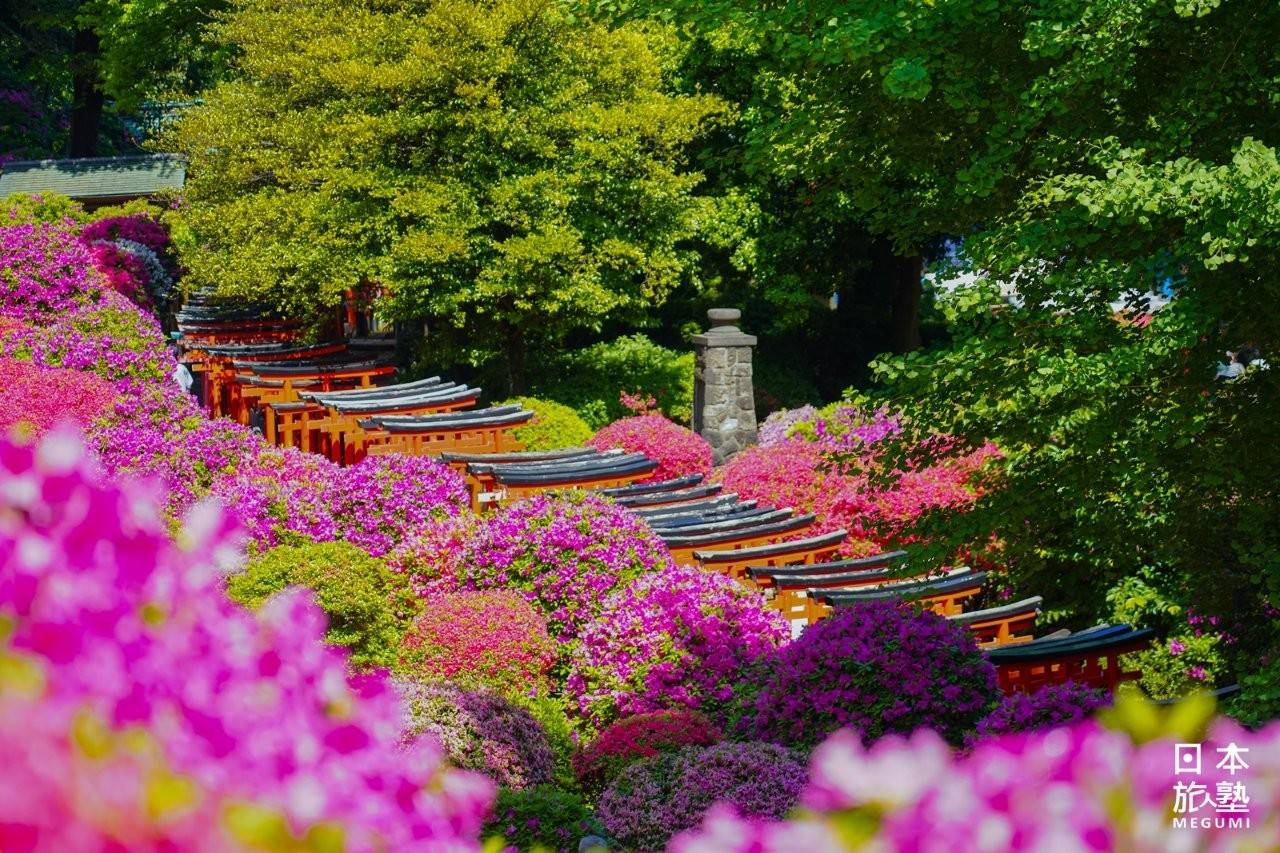 乙女稻荷神社的千本鳥居，蜿蜒於杜鵑花叢間