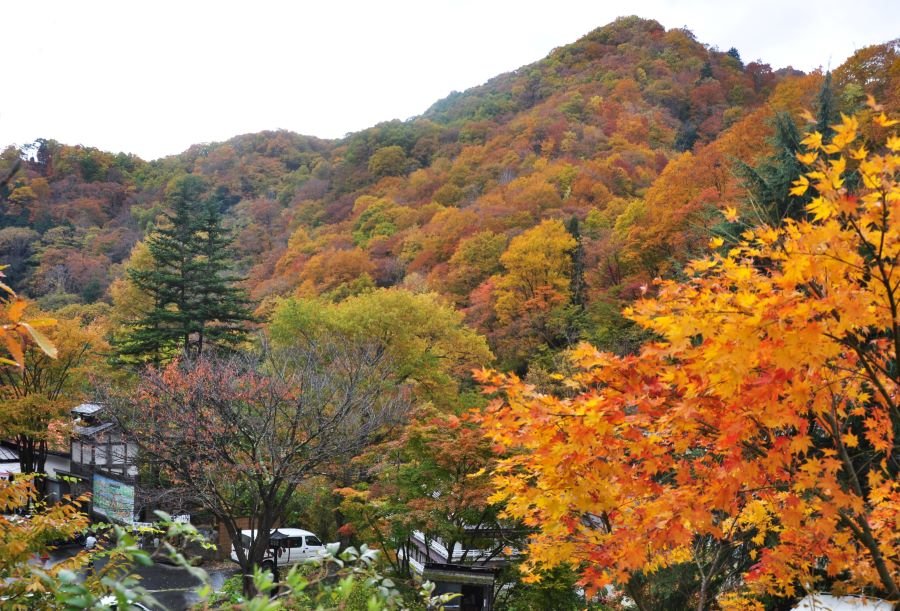 ▲秋天，滿山遍野的紅葉