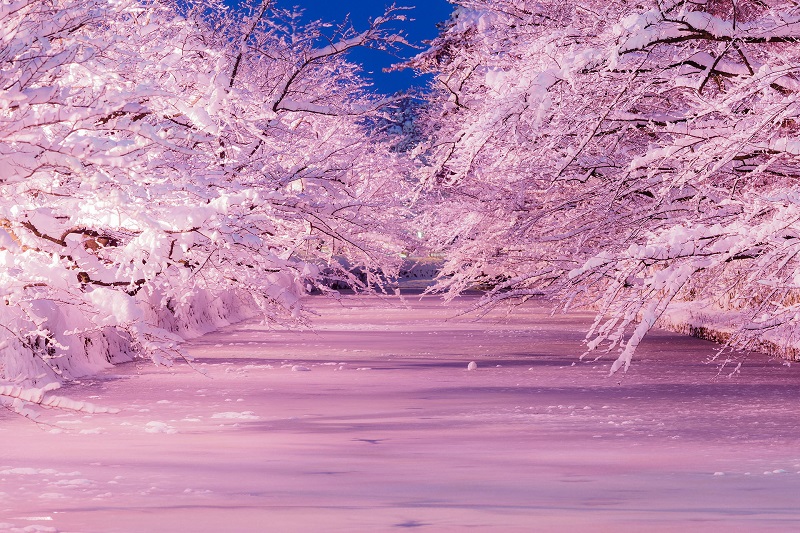 Hirosaki Park's winter sakura light up. (Image credit: Hirosaki City)