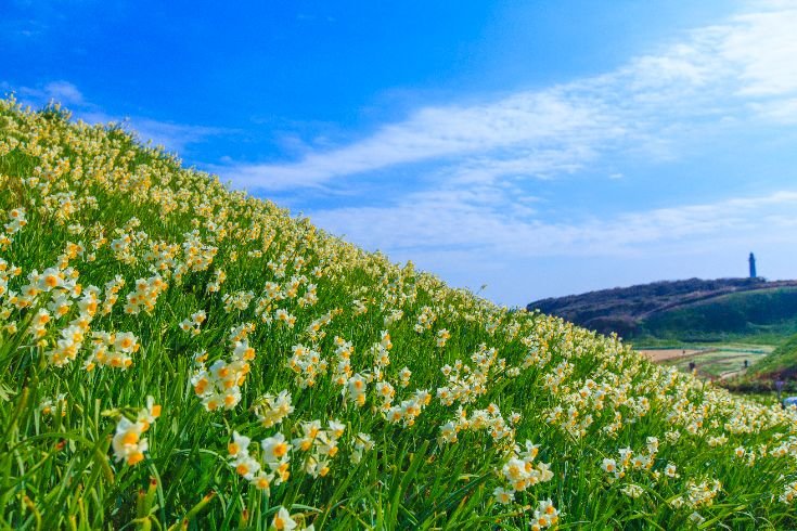 下田溫泉水仙祭