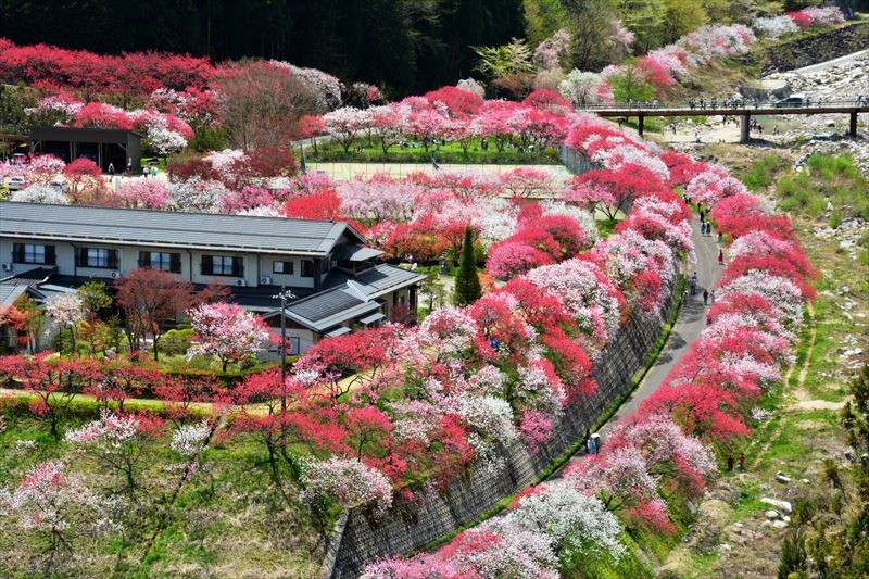 在花桃の里盛開的花。(Image credit: Achi Hirugami Tourism Bureau)