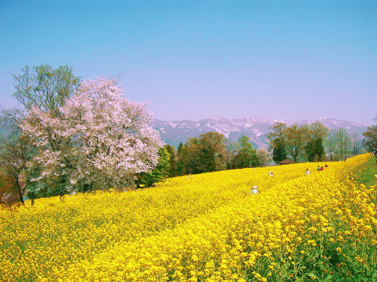 油菜花、櫻花和積雪覆蓋的山脈，完美的景致。(Image credit: 信州いいやま観光局)