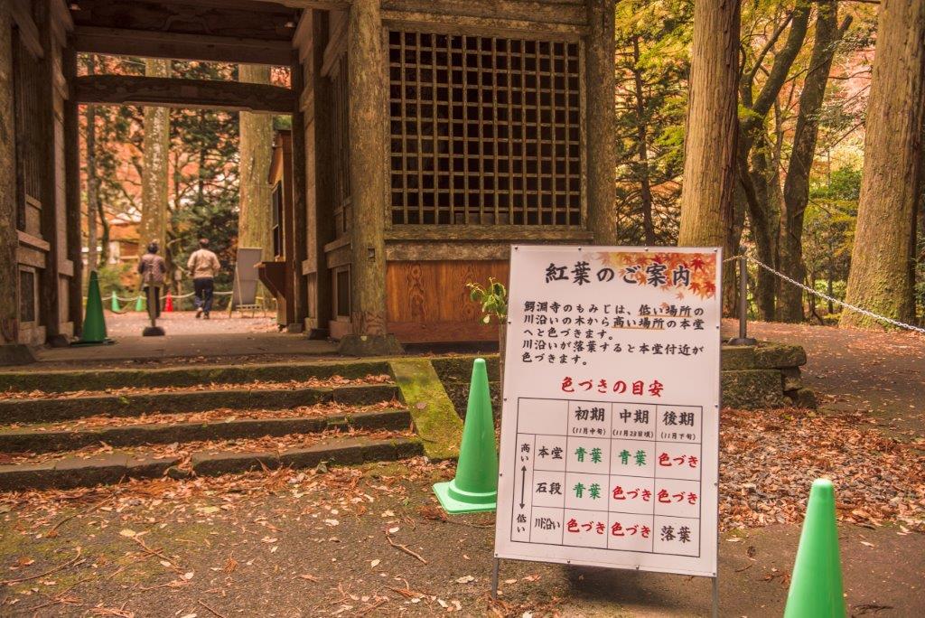 寺廟入口處貼心地放了紅葉告示看板，鰐淵寺本堂以及石階約需在11月下旬時才會轉為紅色，下方川流沿路則較早轉紅。